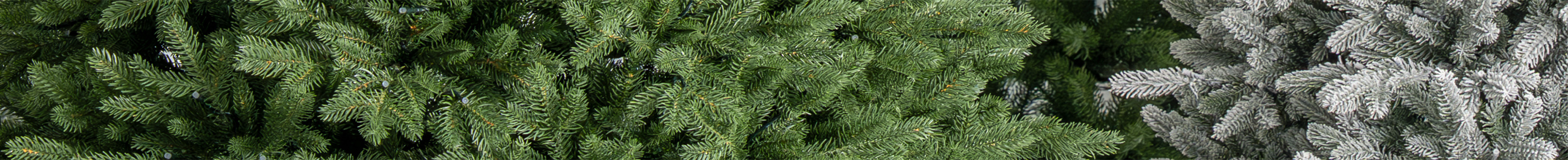 Let's find your perfect tree.